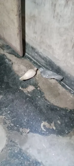Good Quality Giribaj Pigeon