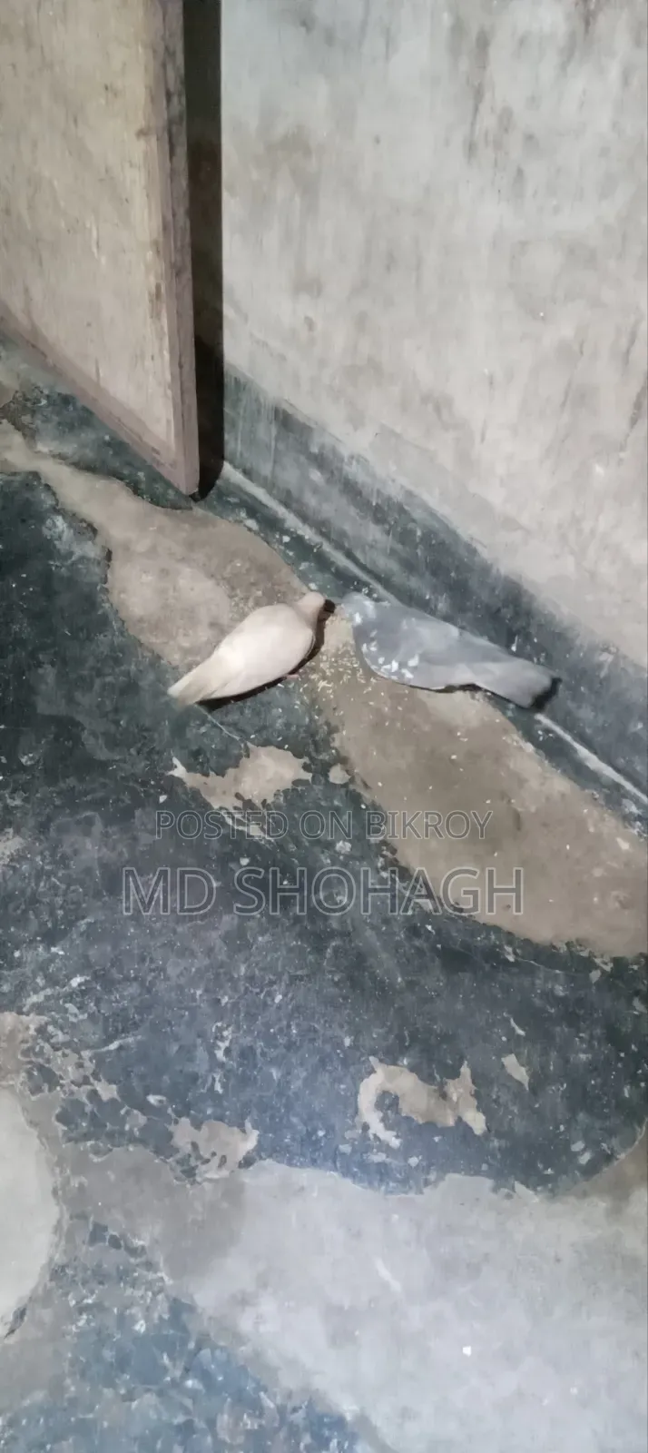 Good Quality Giribaj Pigeon
