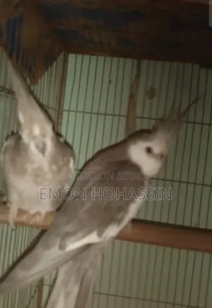 One pair of running Cockatiel birds completely healthy