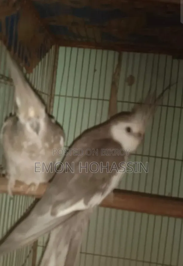 One pair of running Cockatiel birds completely healthy