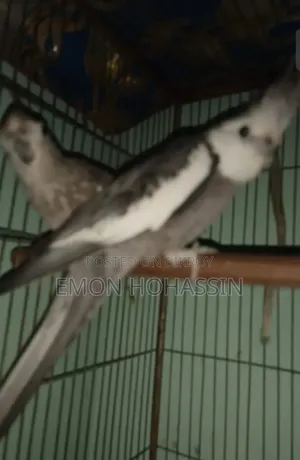 One pair of running Cockatiel birds completely healthy