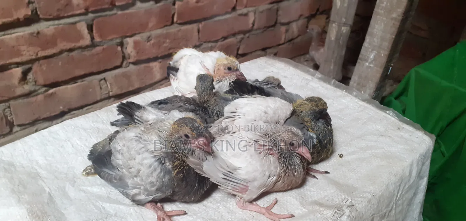 Pigeon Squab