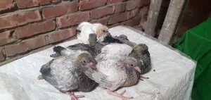 Pigeon Squab