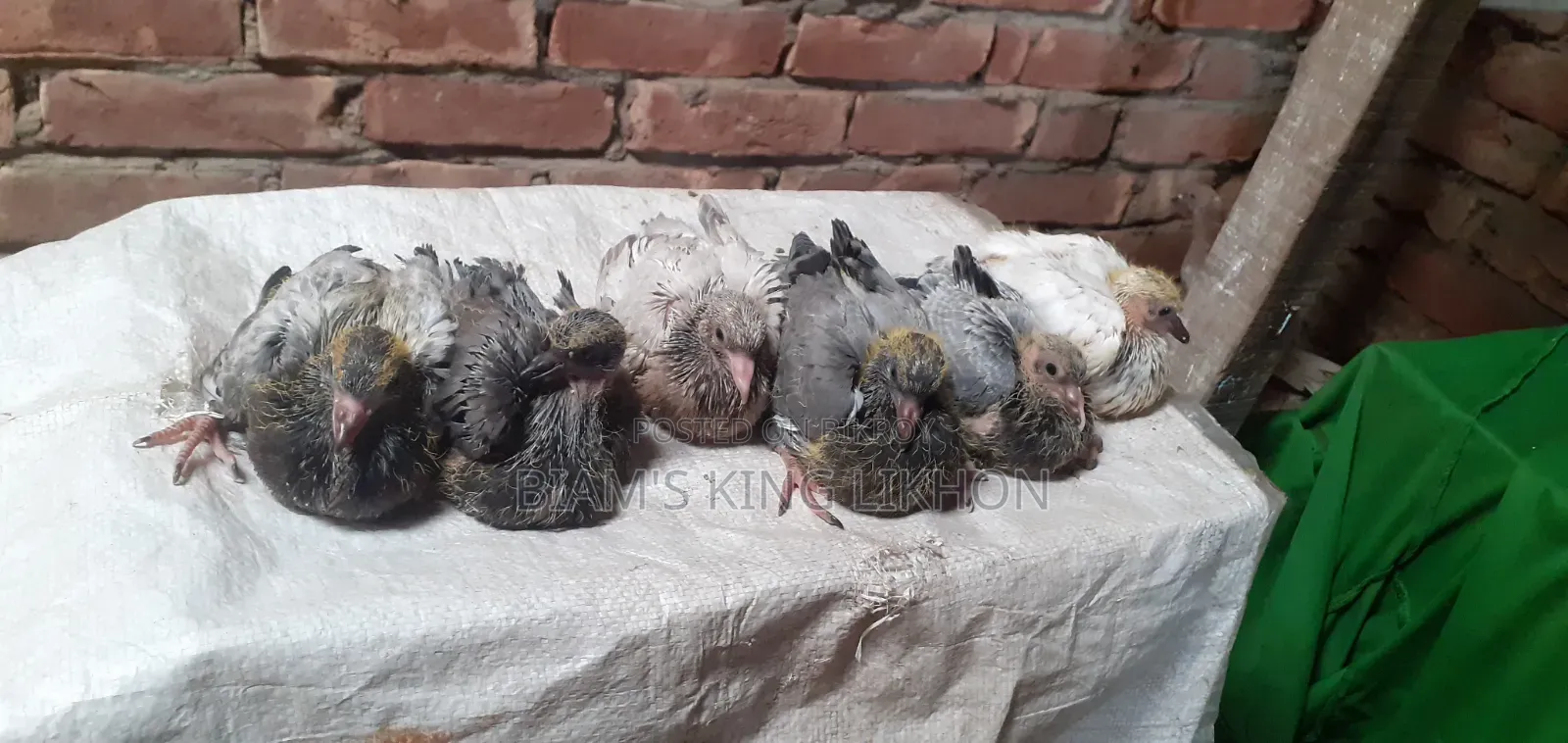 Pigeon Squab