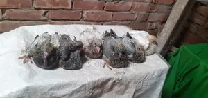 Pigeon Squab