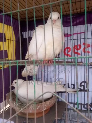 Dove bird with eggs