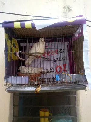 Dove bird with eggs