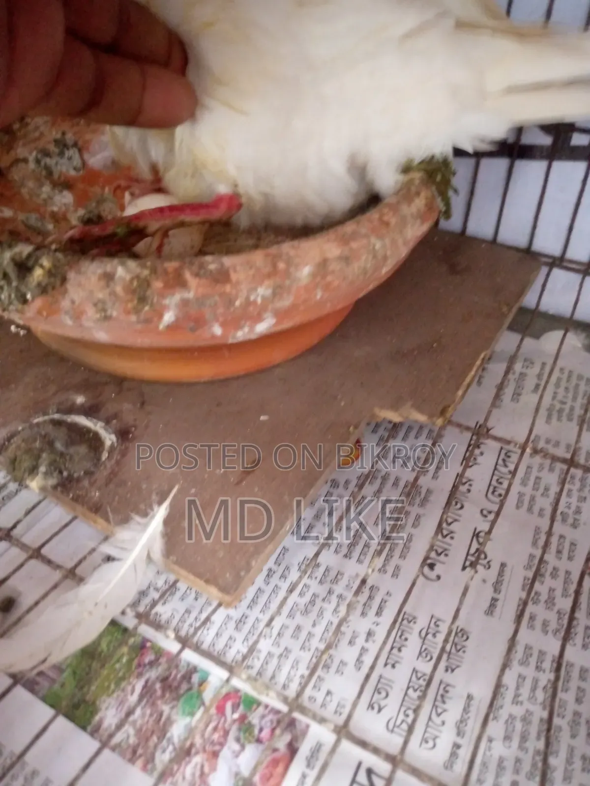 Dove bird with eggs