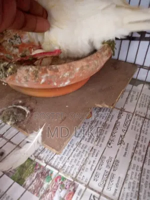 Dove bird with eggs