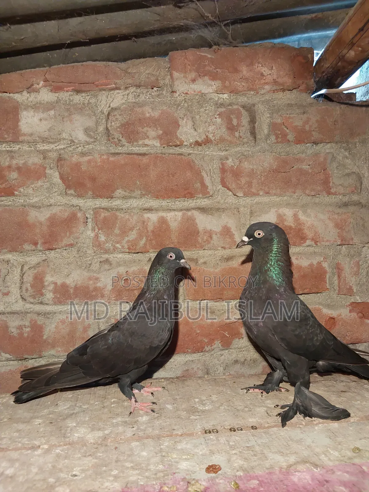 Rajshahi Local Giribaj