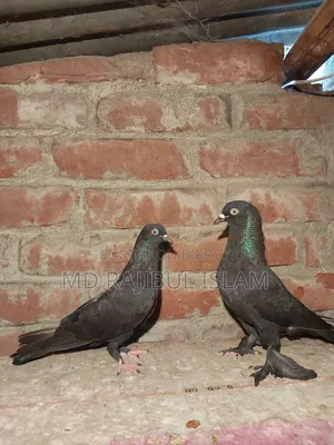 রাজশাহী লোকাল গিরিবাজ