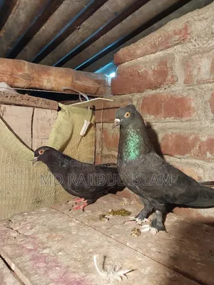 Rajshahi Local Giribaj