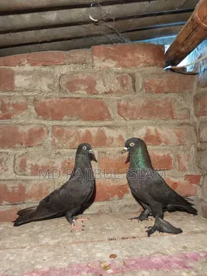 Rajshahi Local Giribaj