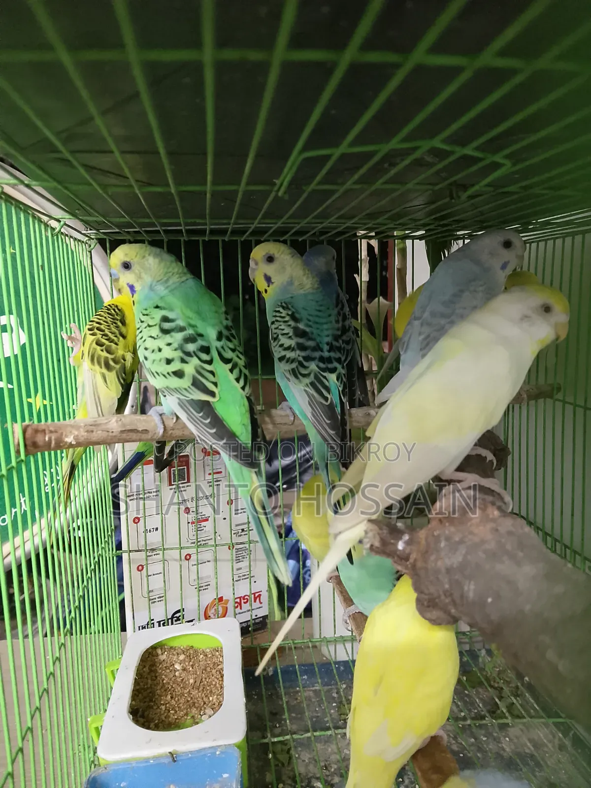 বাজিগার পাখি বিক্রি করা হবে লোটিন ও আছে এলভিনও আছে ক্লাসিক আছে