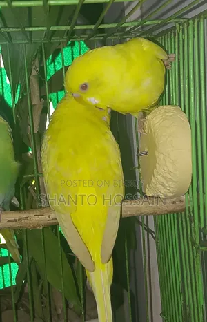 বাজিগার পাখি বিক্রি করা হবে লোটিন ও আছে এলভিনও আছে ক্লাসিক আছে