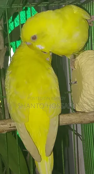 বাজিগার পাখি বিক্রি করা হবে লোটিন ও আছে এলভিনও আছে ক্লাসিক আছে