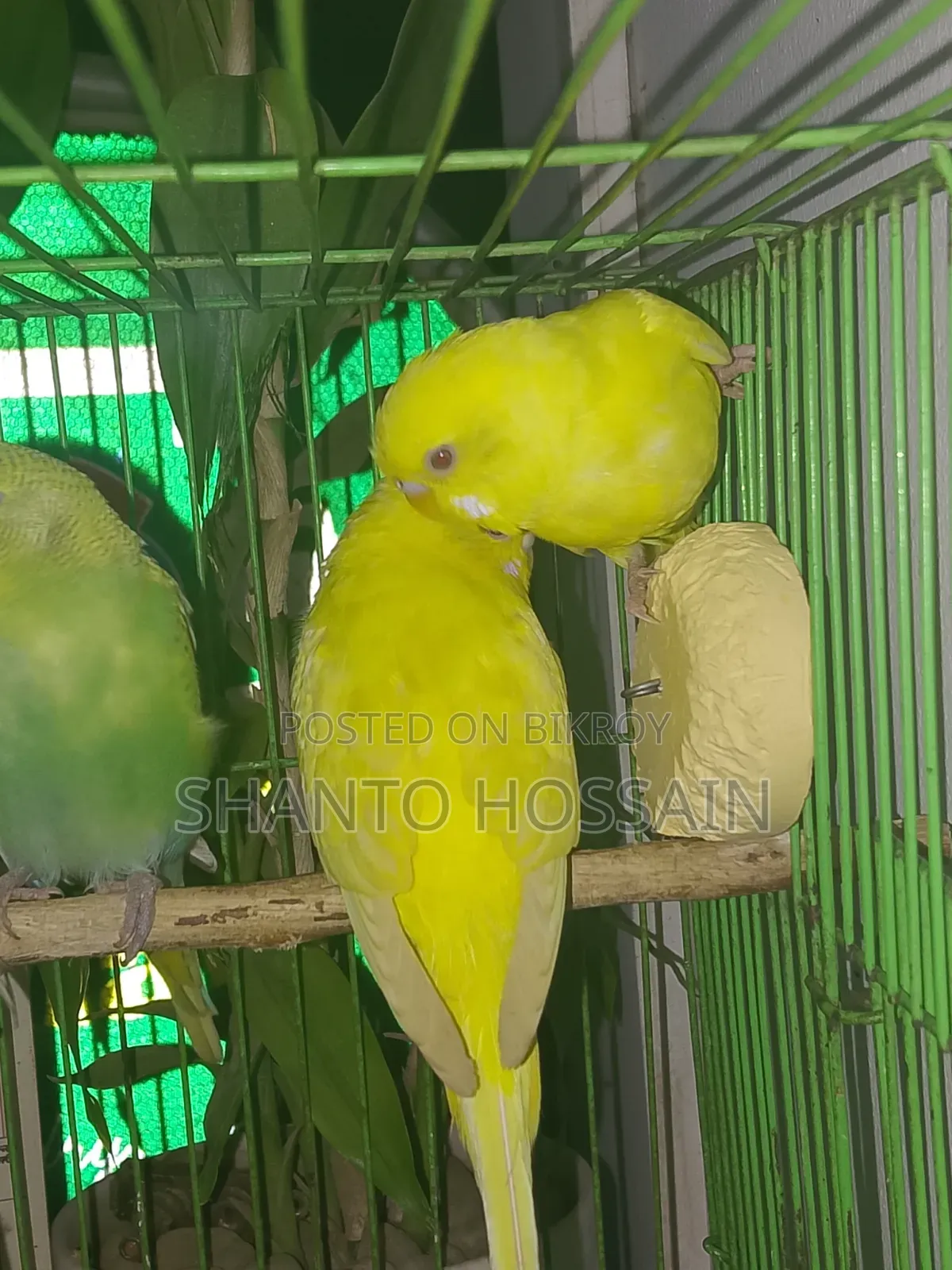 বাজিগার পাখি বিক্রি করা হবে লোটিন ও আছে এলভিনও আছে ক্লাসিক আছে