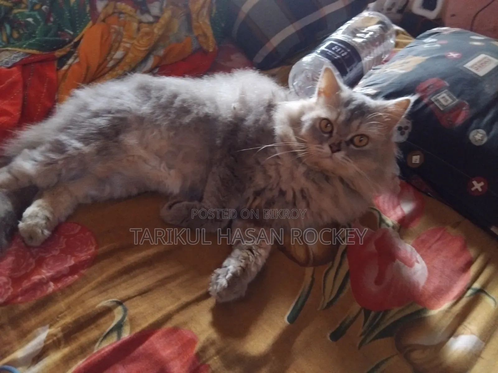 ৬-১২ মাস বয়সী পুরুষ বিশুদ্ধ পার্সিয়ান