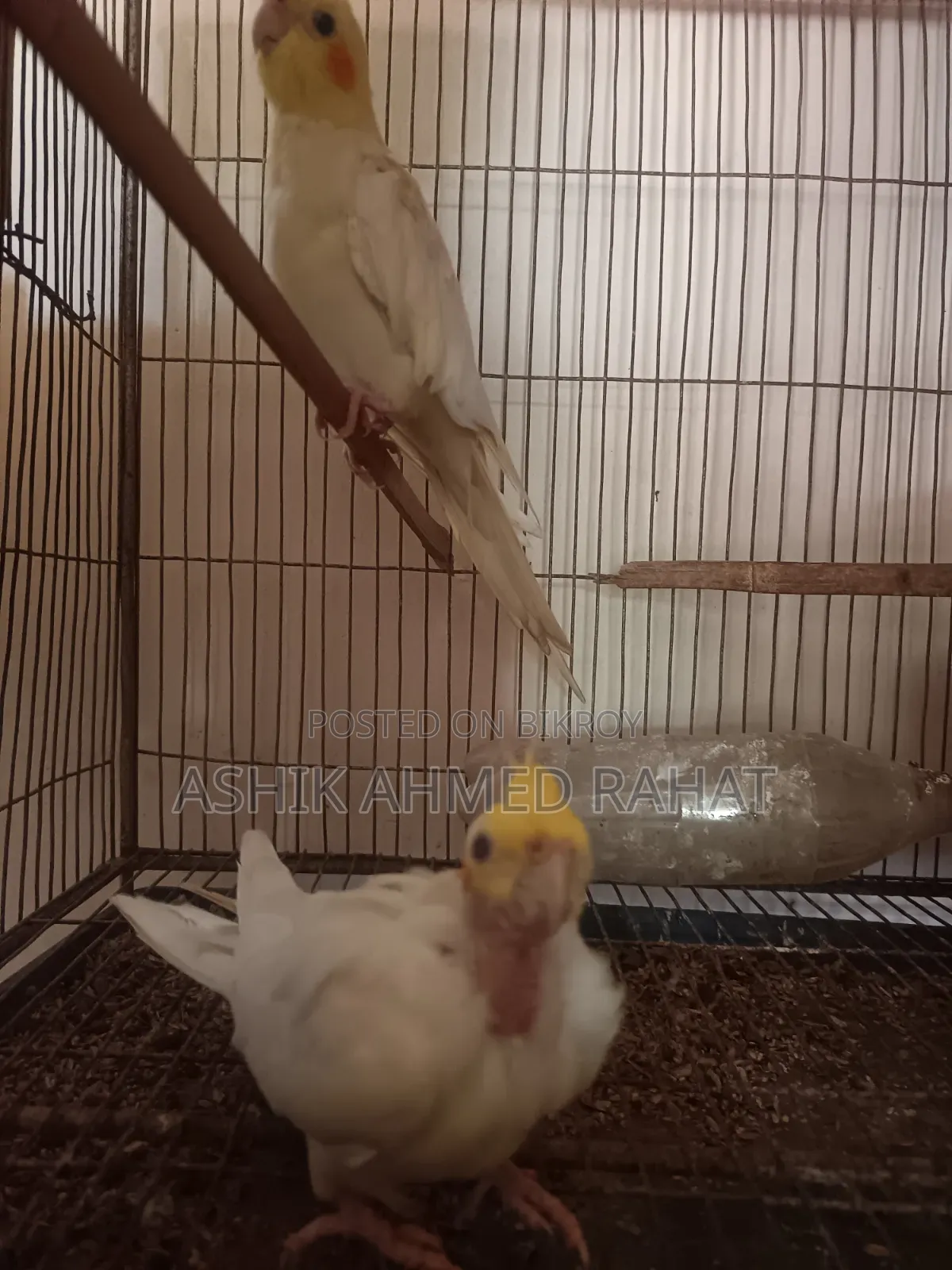 Cockatiel Bird