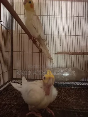 Cockatiel Bird