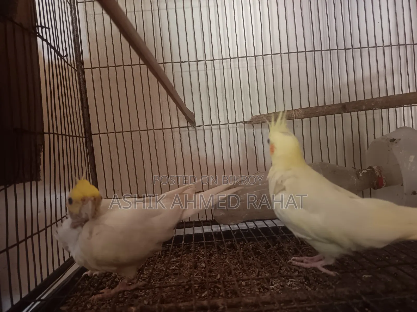 Cockatiel Bird