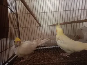 Cockatiel Bird