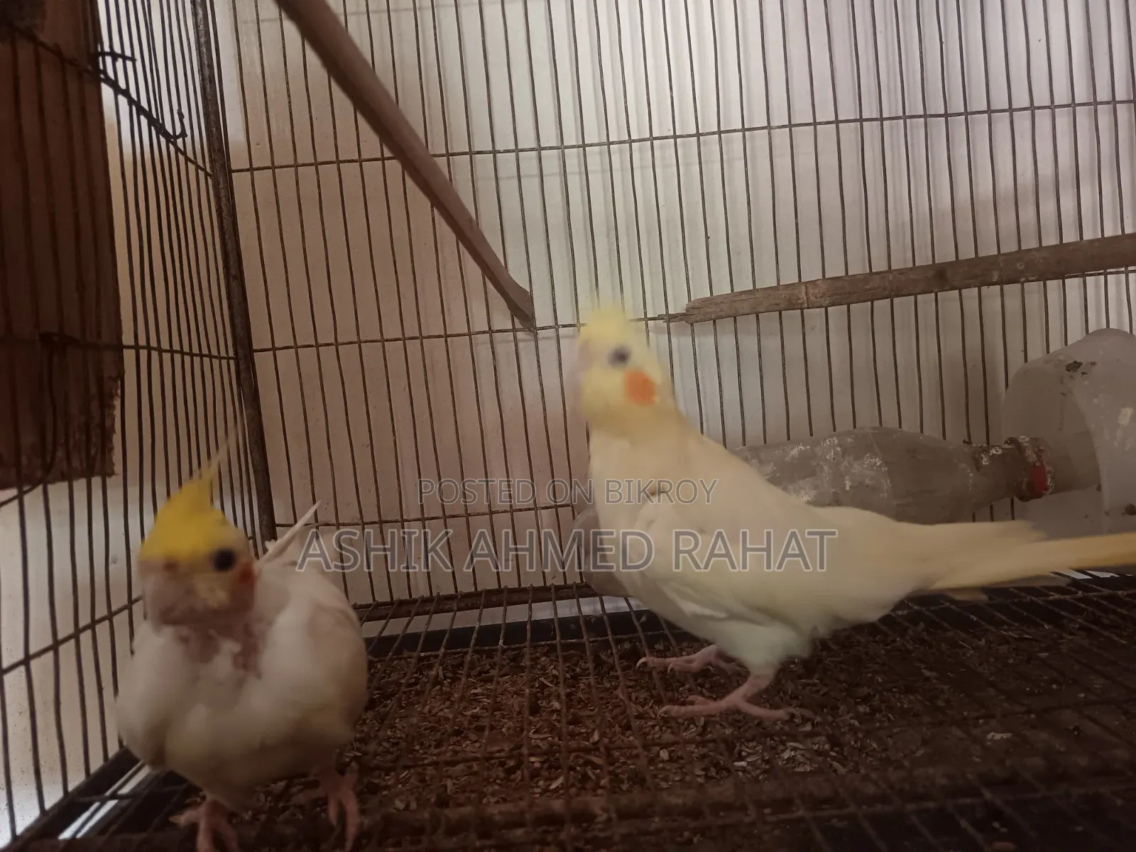 Cockatiel Bird