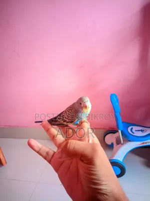 টেম সাইজ বারজিগার পাখি 250