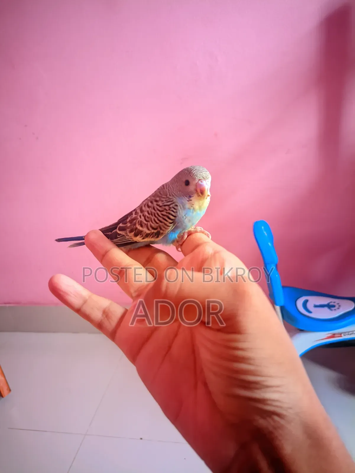 টেম সাইজ বারজিগার পাখি 250