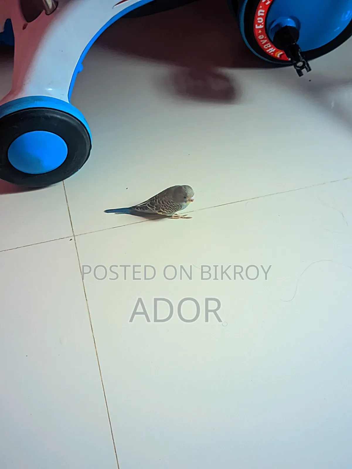 টেম সাইজ বারজিগার পাখি 250
