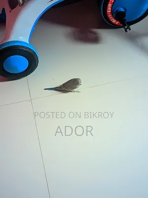 টেম সাইজ বারজিগার পাখি 250