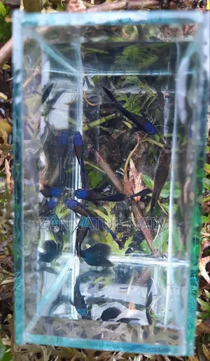 Blue Head Samurai Guppy