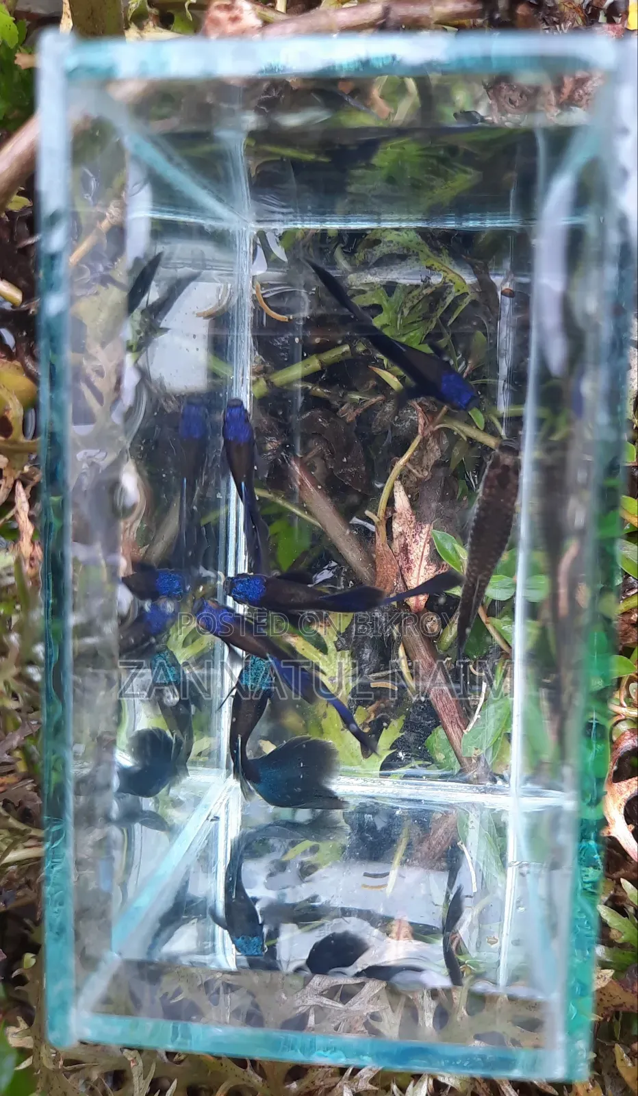 Blue Head Samurai Guppy