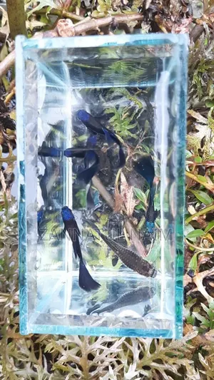 Blue Head Samurai Guppy