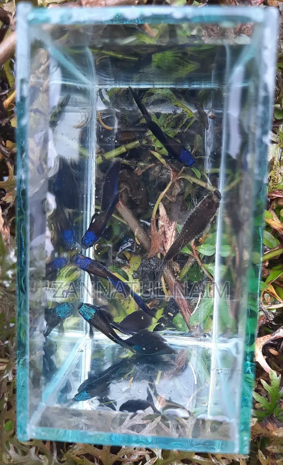 Blue Head Samurai Guppy