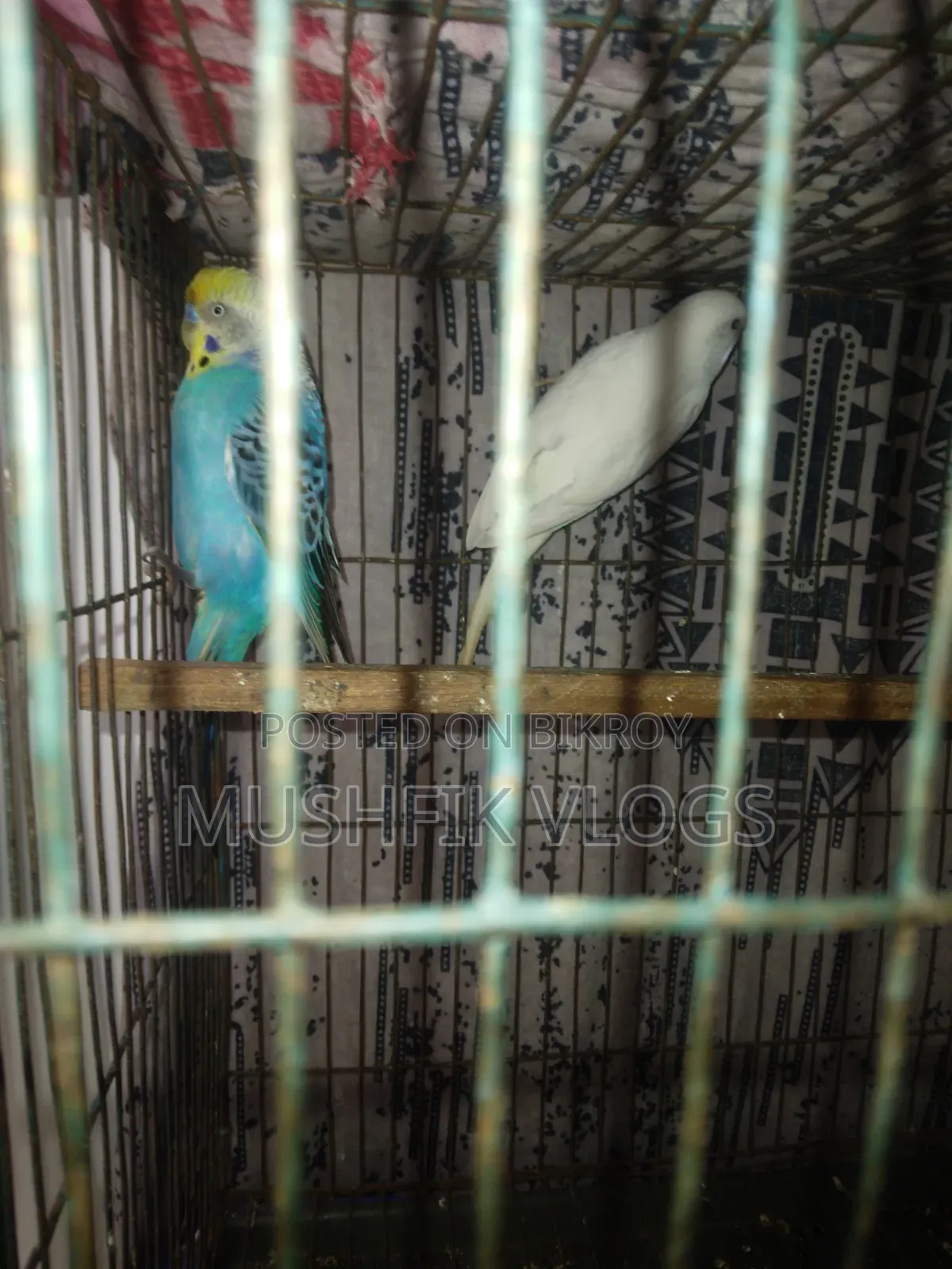 Albino Budgie Bird