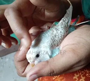 বাজরিগার পাখি