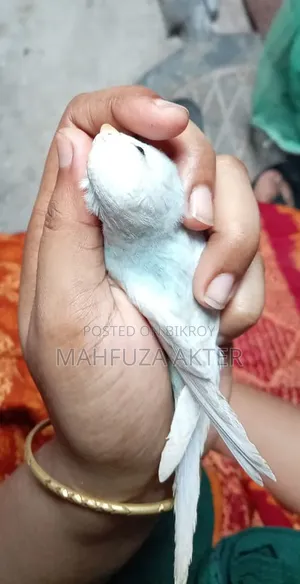 বাজরিগার পাখি