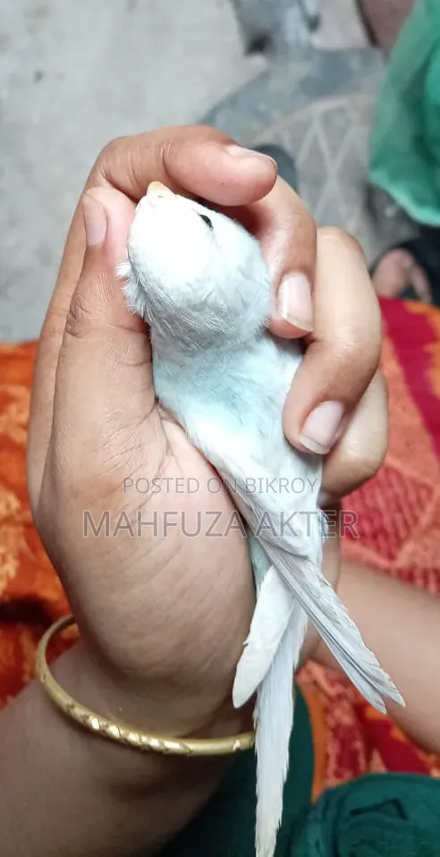 বাজরিগার পাখি