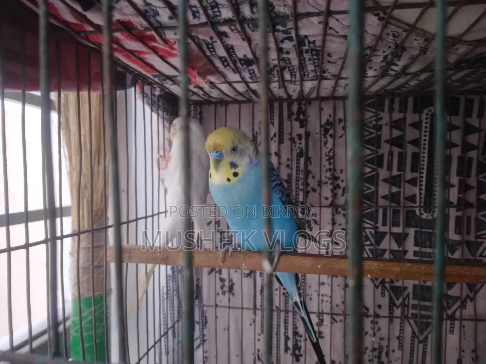 Albino Budgie Bird