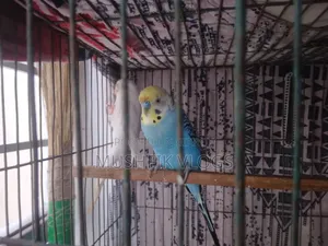 Albino Budgie Bird