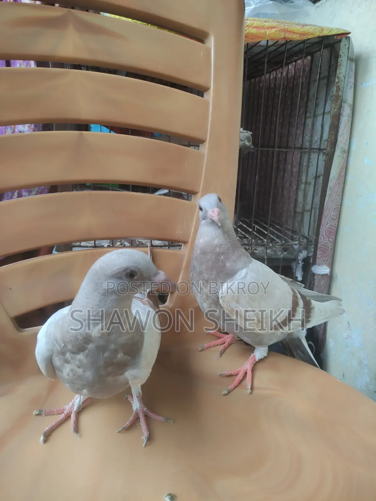 1 Pair Baby Pigeon