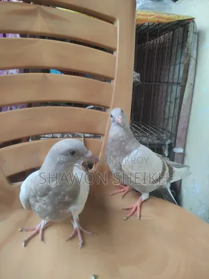 1 Pair Baby Pigeon