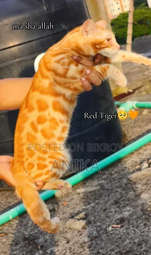 3-6 Months Male Purebred Bengal Cat