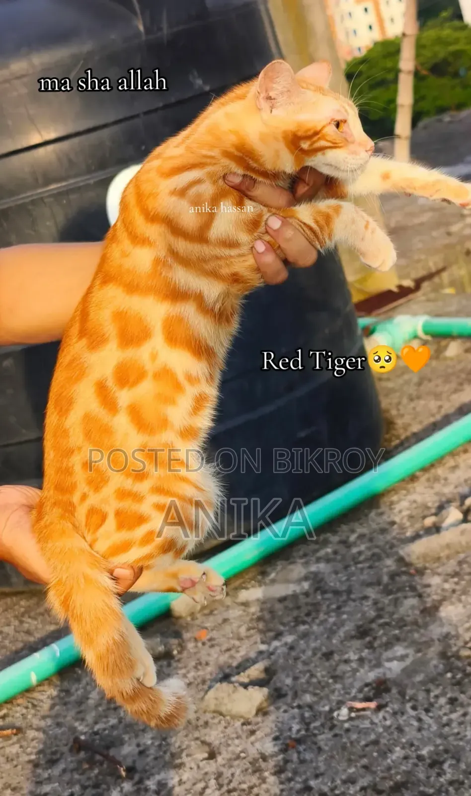 3-6 Months Male Purebred Bengal Cat