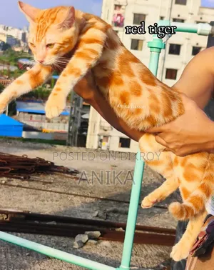 3-6 Months Male Purebred Bengal Cat