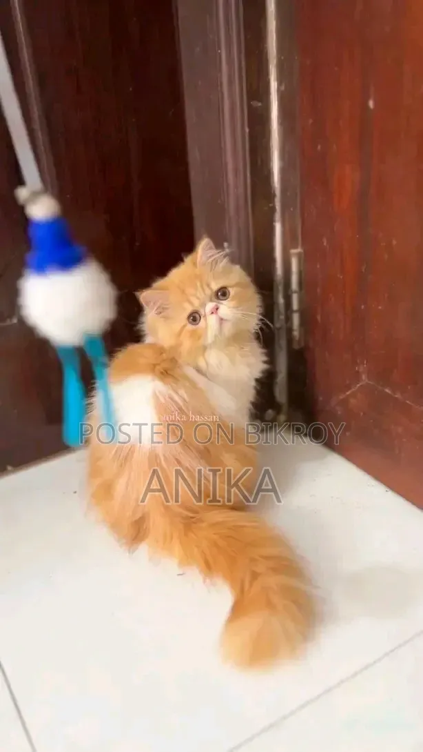 ১-৩ মাসের মেল পিউরব্রেড এক্সোটিক বিড়ালছানা
