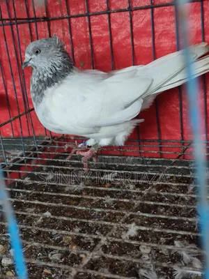 ৪ জোড়া রানিং কবুতর বিক্রয় করা হবে