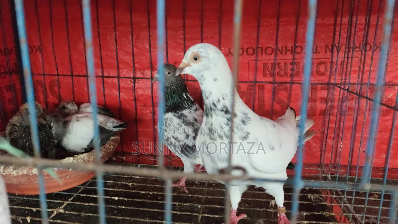 ৪ জোড়া রানিং কবুতর বিক্রয় করা হবে