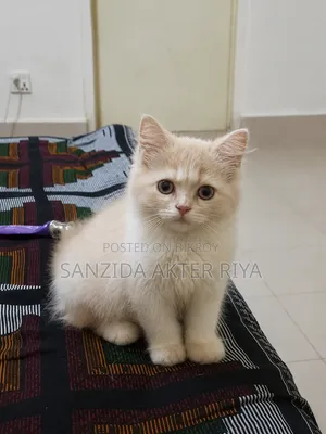 ১-৩ মাসের নর পিওরপার্সিয়ান